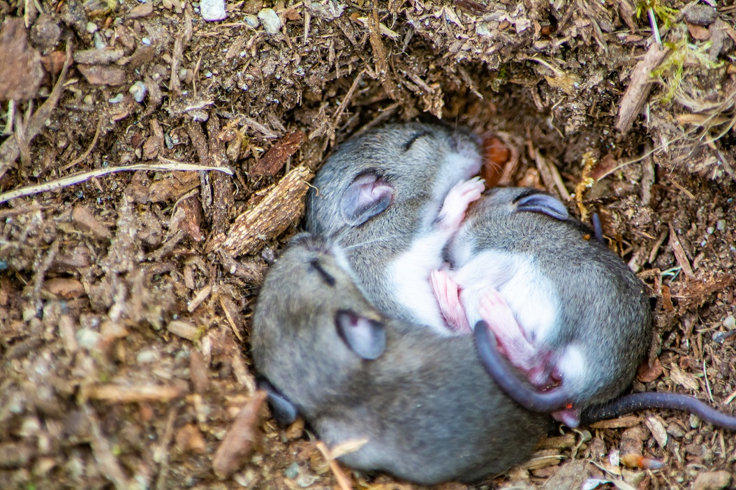 Cute Mice in Vermont Looking Adorable